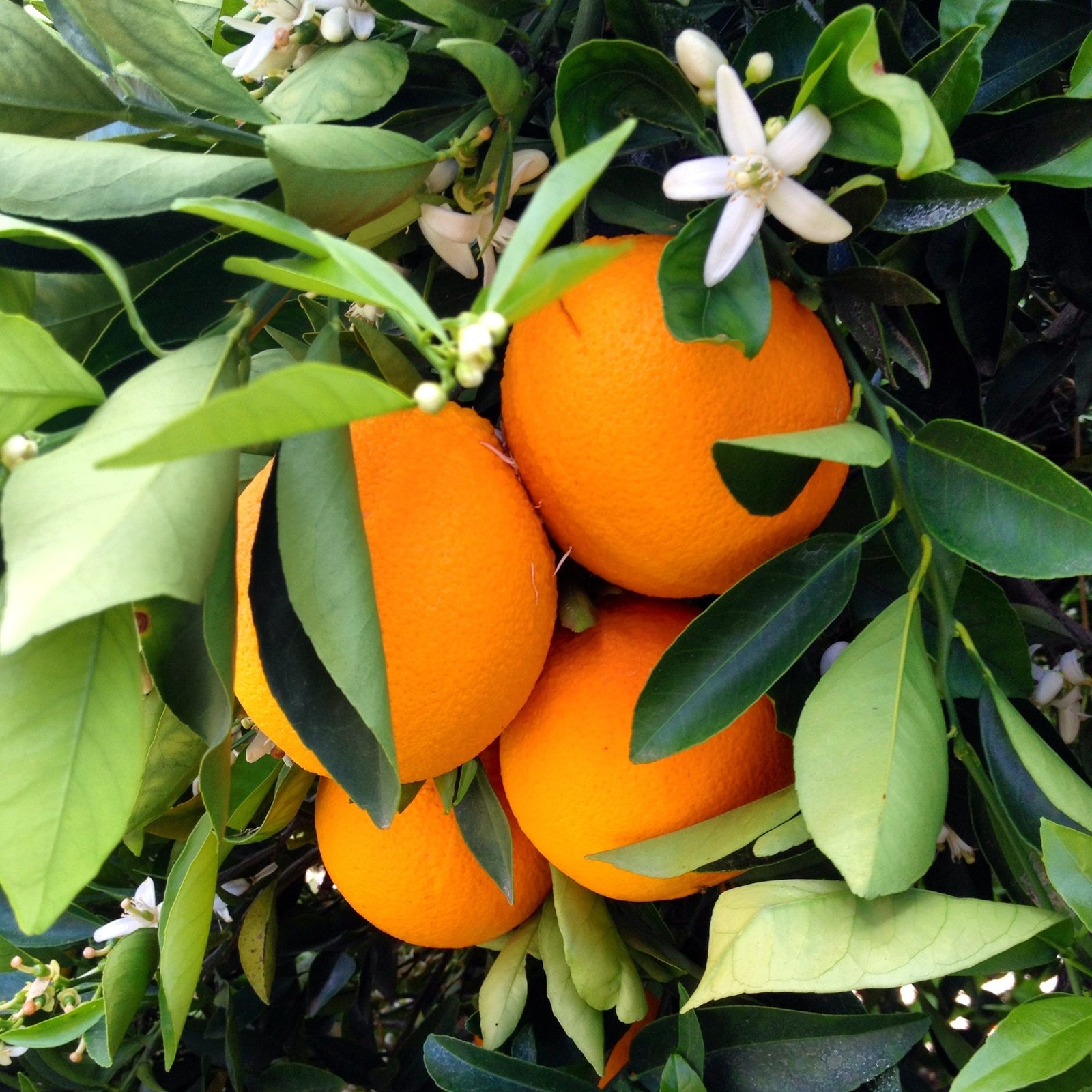 Oranges on a tree.